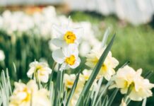 Maison Simples : Du champ à l’assiette