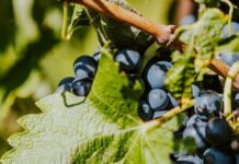Les vignerons : le vin comme paysage