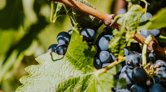 Les vignerons : le vin comme paysage
